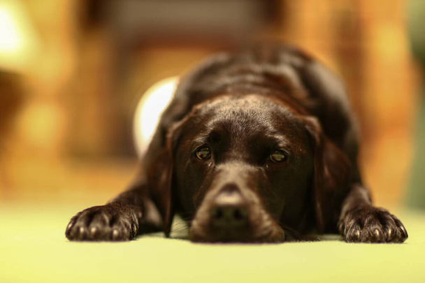 portrait of a cute dog - Valokuva, kuva
