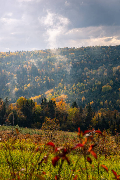 beautiful autumn landscape with trees and forest - Fotó, kép
