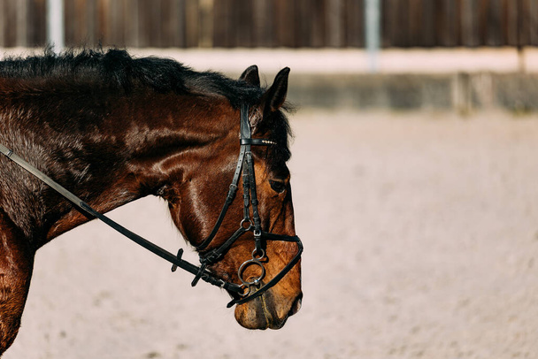 close up view of brown horse - Valokuva, kuva