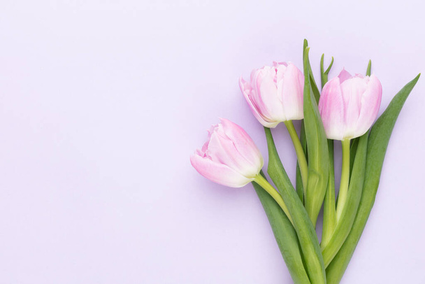 Lilac tulip flower on purple background. Love, International Women day, Mother day and Happy Valentine day concept. - Foto, afbeelding