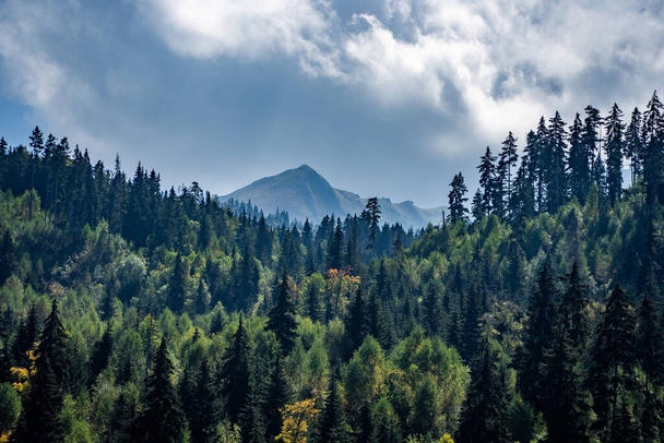 Dağları ve ormanı olan güzel bir manzara. - Fotoğraf, Görsel