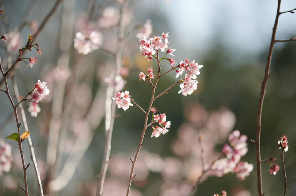 beautiful spring flowers in the garden - Fotoğraf, Görsel