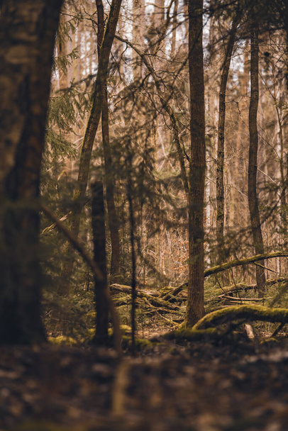 forest in the morning - Fotoğraf, Görsel