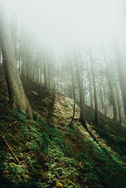 beautiful forest in the fog - 写真・画像