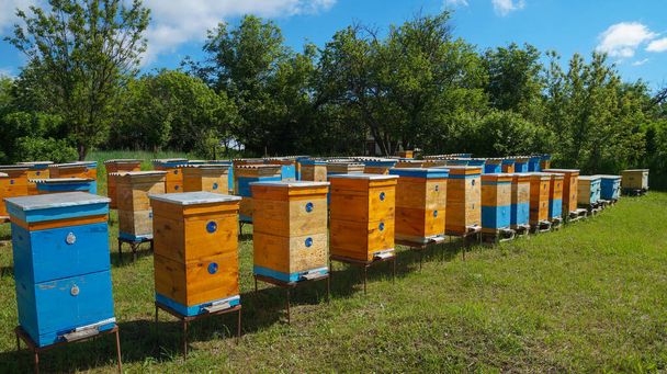 Maaseudun mehiläishoito ja hunajan tuotanto. Mehiläispesä. Mehiläisparvi. Mehiläishoito. - Valokuva, kuva