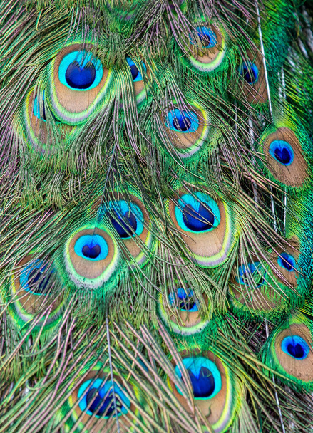 beautiful peacock feathers, close up - 写真・画像