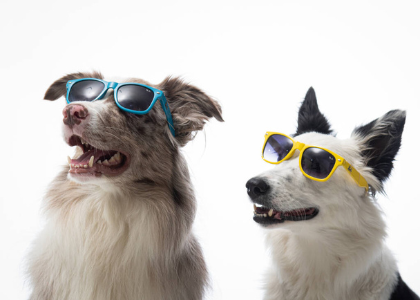 dog with sunglasses and glasses on white background - Foto, afbeelding