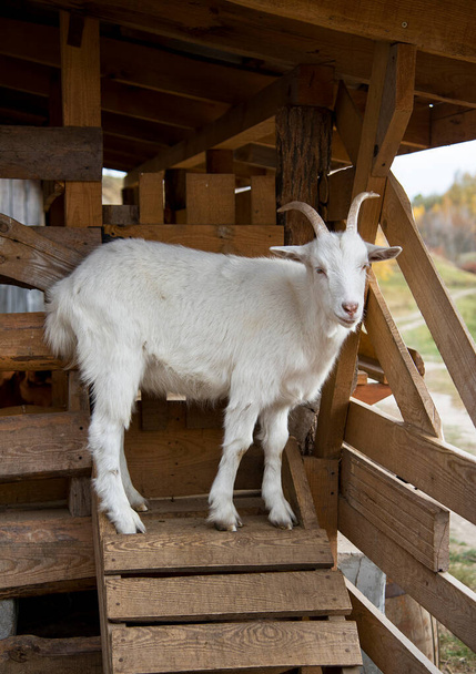 white goat on a farm - Photo, Image