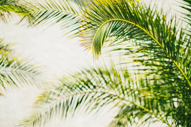 green palm leaves on a background of the sea. - Zdjęcie, obraz