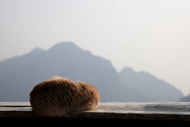 γάτα κοιμάται χειμώνα μπούκλα επάνω σε ξύλινο μπαλκόνι και φόντο βουνό με αντίγραφο χώρο. - Φωτογραφία, εικόνα