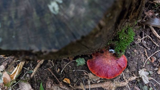 Beefsteak Fungus (Fistulina hepatica) growing on dead wood in a deciduous forest. - Photo, Image