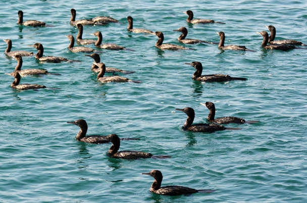 Маленький черный баклан - водяные птицы
 - Фото, изображение