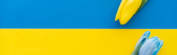 Top view of blue and yellow tulips on ukrainian flag with copy space, banner  - Foto, Imagen