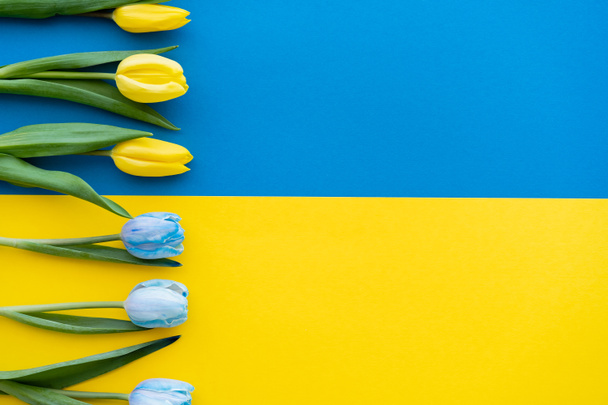 Vista dall'alto di fila di tulipani blu e gialli sulla bandiera ucraina - Foto, immagini