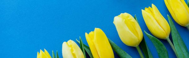 Draufsicht auf gelbe Tulpen mit Blättern auf blauem Hintergrund, Banner  - Foto, Bild