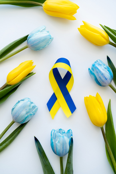Vista dall'alto del nastro blu e giallo vicino ai tulipani su sfondo bianco  - Foto, immagini