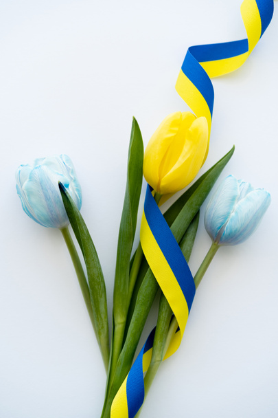 Top kilátás kék és sárga szalag tulipánon fehér háttér  - Fotó, kép