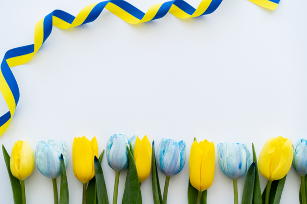 Top view of curly yellow and blue ribbon near row of tulips on white background  - Photo, Image