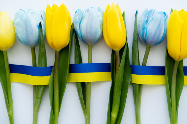 Top view of tulips near blue and yellow ribbon on white background  - Fotografie, Obrázek