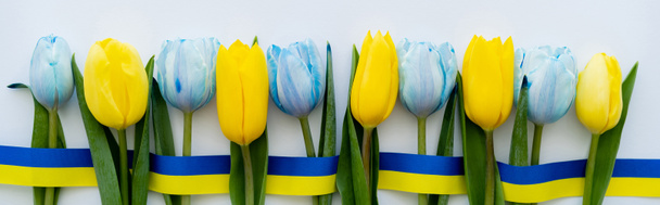 Top view of row of blue and yellow tulips and ribbon on white background, banner  - Фото, зображення