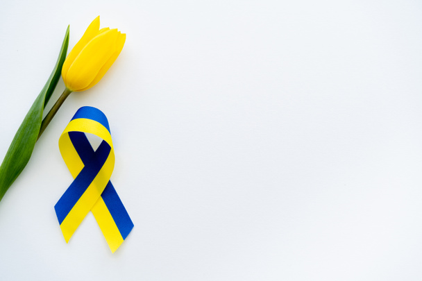 Top view of blue and yellow ribbon near tulip on white background with copy space - Fotoğraf, Görsel