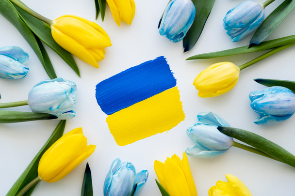 Top view of painted ukrainian flag in frame of blue and yellow tulips on white background  - Фото, изображение