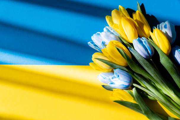 Top näkymä kimppu sininen ja keltainen tulppaanit Ukrainan lipun varjossa  - Valokuva, kuva