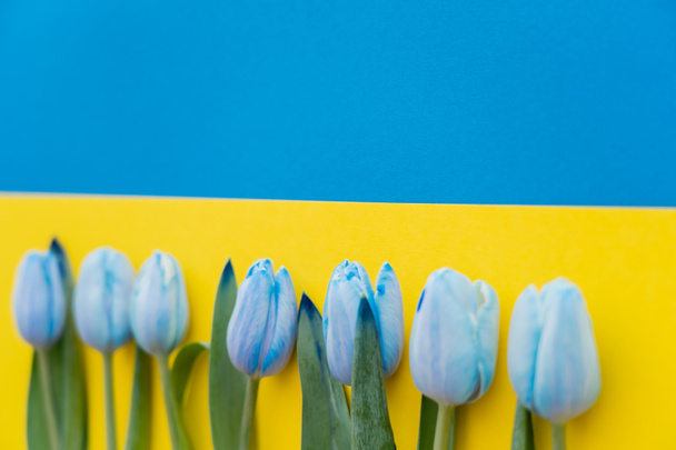 Blurred tulips on ukrainian flag with copy space  - Photo, Image