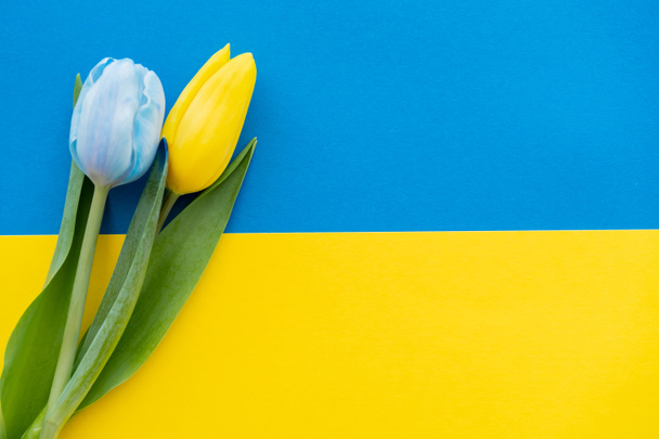 Horní pohled na tulipány s listy na ukrajinské vlajce s kopírovacím prostorem - Fotografie, Obrázek