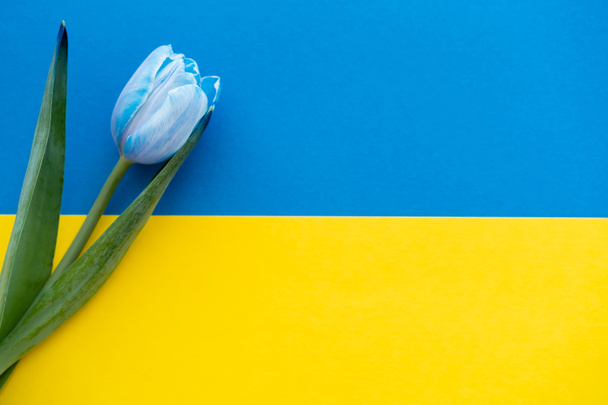 Vista superior del tulipán con hojas en bandera ucraniana - Foto, Imagen