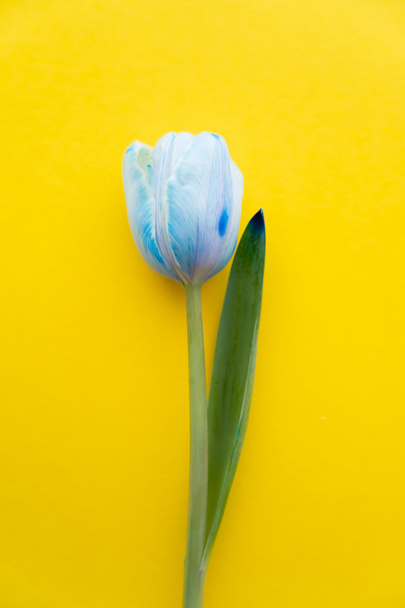 Widok z góry niebieski tulipan na żółtym tle  - Zdjęcie, obraz
