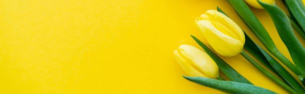 Top view of tulips with leaves on yellow background, banner  - Foto, Bild
