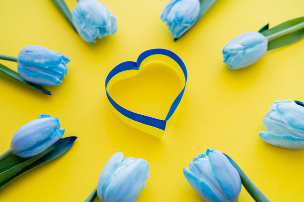 Top view of blue and yellow ribbon in heart symbol in frame of tulips on background  - Valokuva, kuva