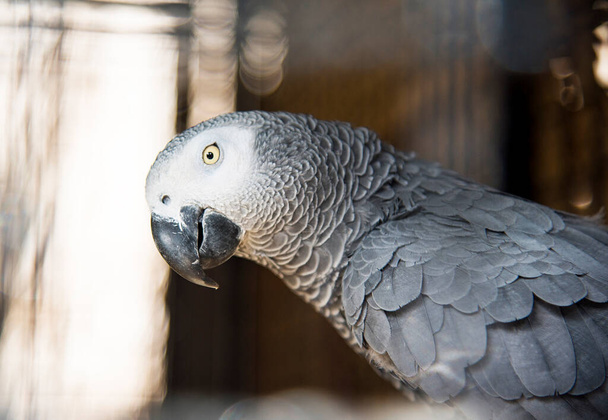 動物園の灰色の大きなオウムは - 写真・画像