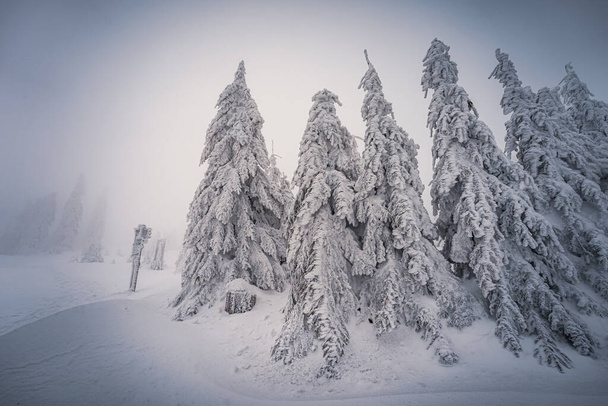 snow covered trees, beautiful nature. winter forest. - Foto, afbeelding