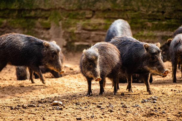 wild boar in the forest - Foto, Bild
