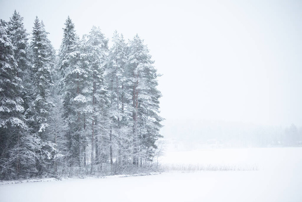 winter landscape with snow covered trees - Valokuva, kuva