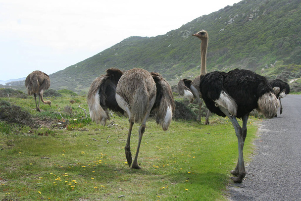 ostrichs on the coast - Фото, изображение