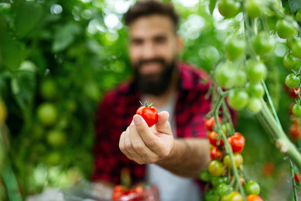 Greenhouse entrepreneur man collecting fresh tomatoes. Professional man worker picking sweet vegetables in countryside farm. Agriculture organic product concept - Fotografie, Obrázek