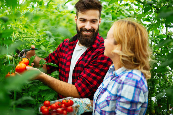 Friendly young couple harvesting fresh tomatoes from the greenhouse garden. People healthy food concept - Фото, изображение