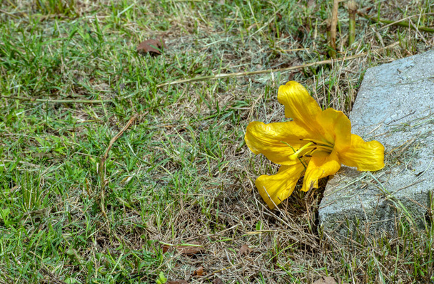A single yellow lily against a cement stone depicts the nature of death. Bokeh. - Photo, Image