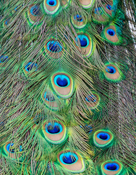 beautiful peacock with feathers - Фото, зображення