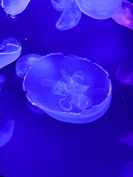 jellyfish in the aquarium - Фото, изображение
