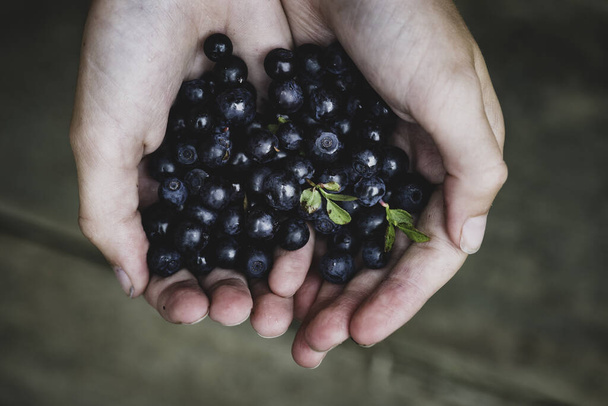 black and white hand holding a handful of blueberries in a female hands - Foto, Imagem