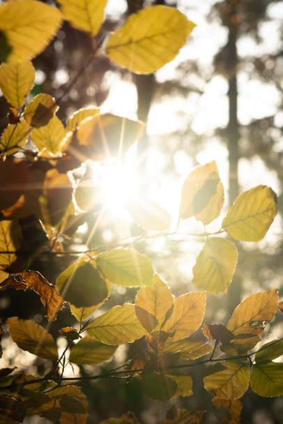 autumn leaves in the forest - Valokuva, kuva