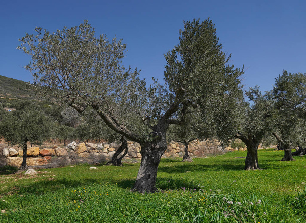 olive trees in the countryside - Фото, изображение
