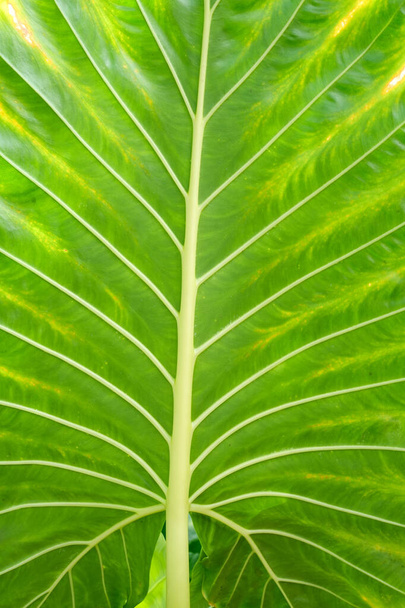 green leaves background. tropical leaf. - Photo, Image