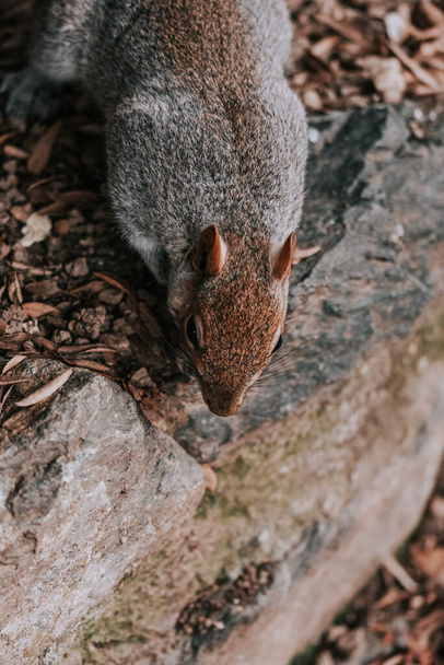 squirrel in the forest - Φωτογραφία, εικόνα