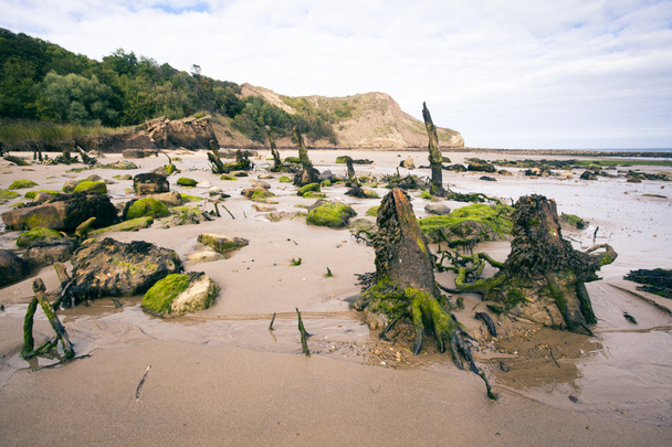 tocones de árboles y rocas en la playa
 - Foto, Imagen