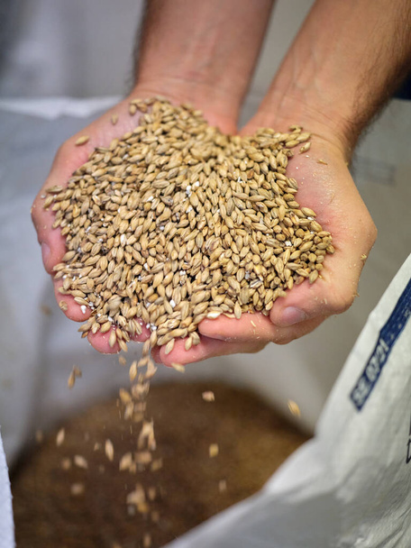 Male hands full of barley grain on top of a sack in a brewery - Fotoğraf, Görsel